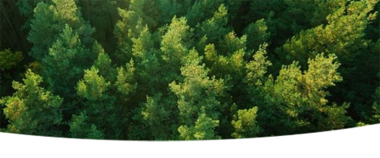 A forest
