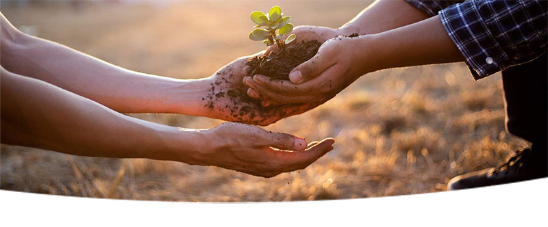 Person hands a small plant to someone else